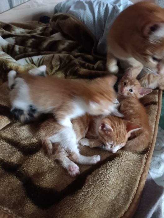 Сладки малки котенца