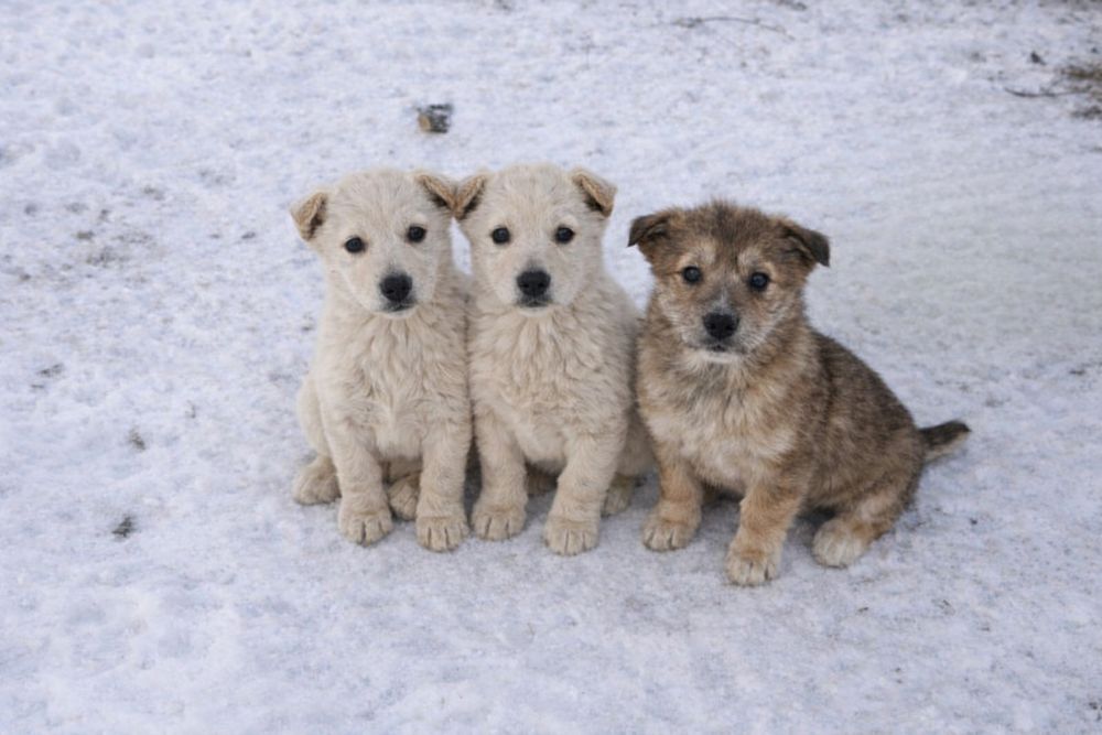 Отдам щенков срочно в добрые руки