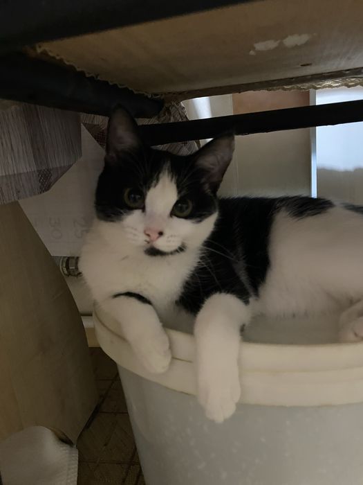 Кошечка 6 месяцев, девочка