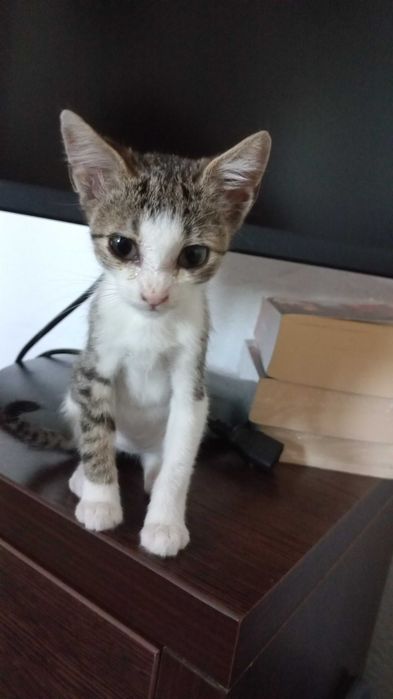 Adoptii pisici București