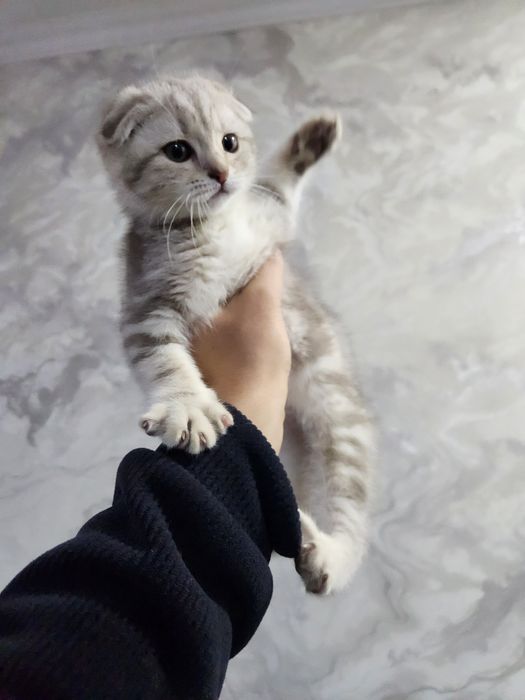 Skotish fold sotiladi qiz mushukcha