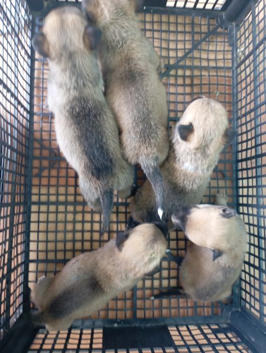 Donez cățeluș talie mică/medie