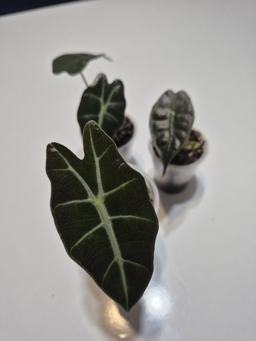 Комнатные цветы для дома