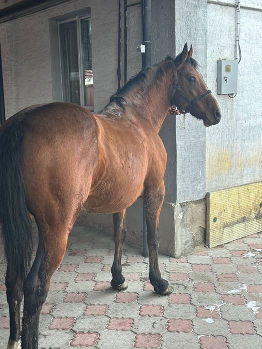 Айғыр айгыр лошдь конь жеребец жылқы