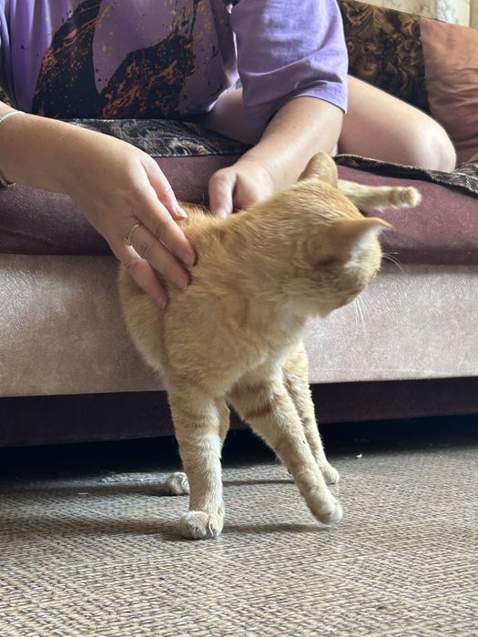 Ласковый котик ищет дом