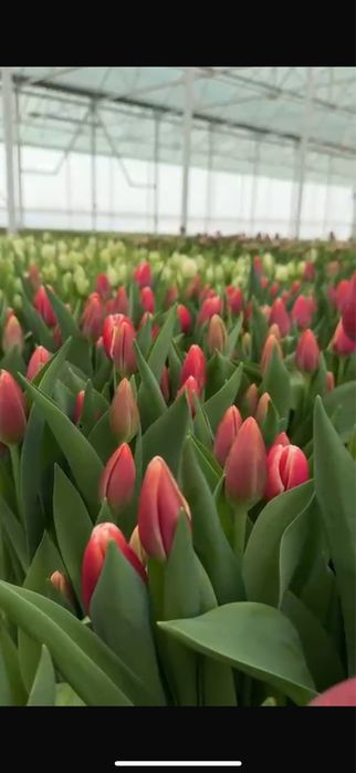 Тюльпаны к 8 марта |ОПТОМ от 360