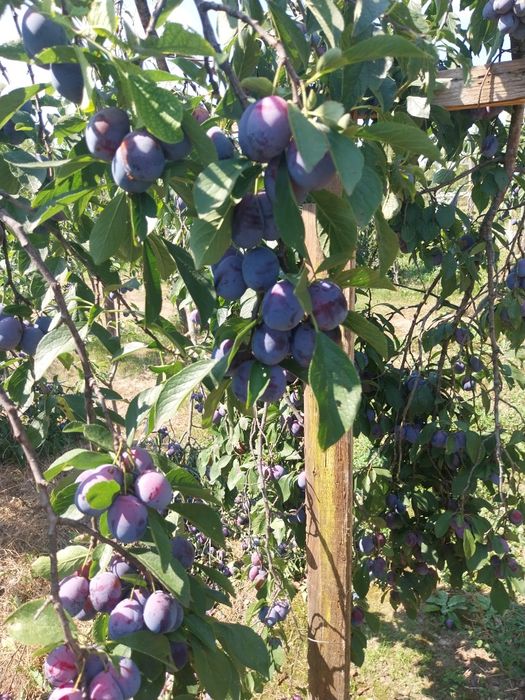 Prune bio nestropite,foarte dulci!