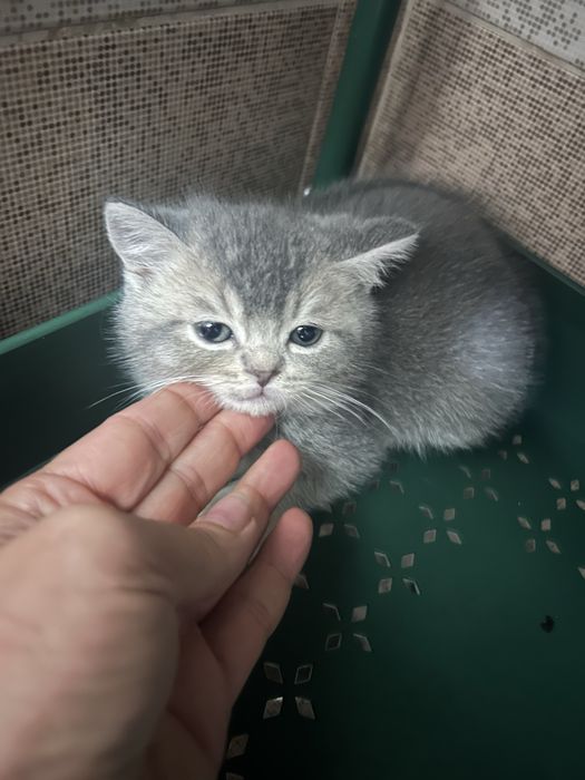 Британчета на 2 месеца