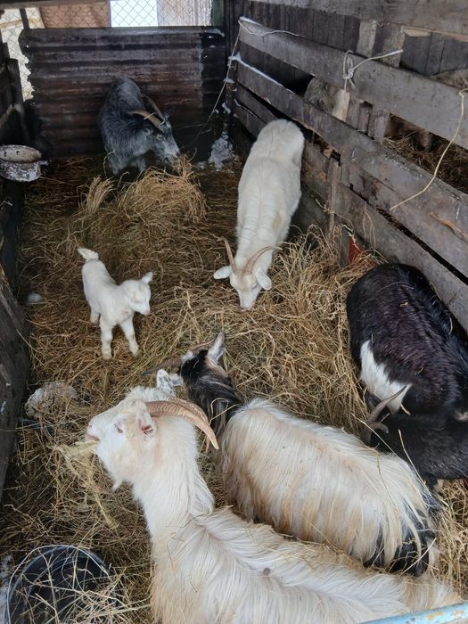 De Vânzare 6 capre și on ied 5 sunt gestante și una are ied