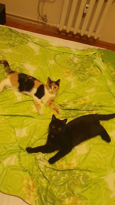 Приемен / постоянен Дом за Черна принцеса