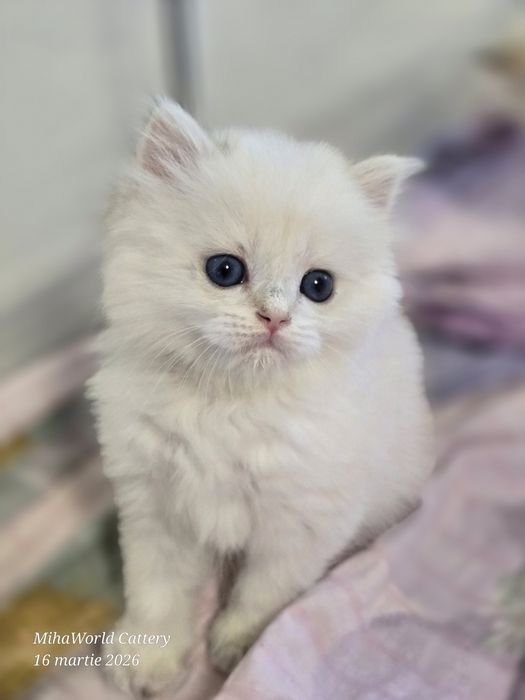 Pui pisica british longhair