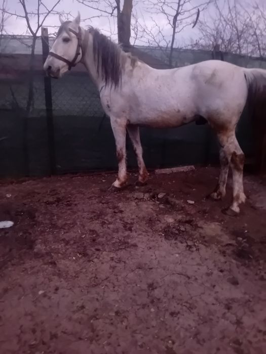 De vanzare armasar de 8 ani cuminte miel