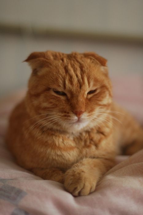 Вислоухий котёнок подросток