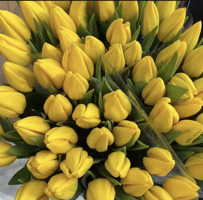 Тюльпаны 420 тг оптом | Алматы