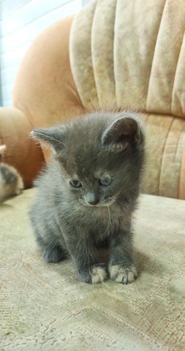 Отдам котят в хорошие руки