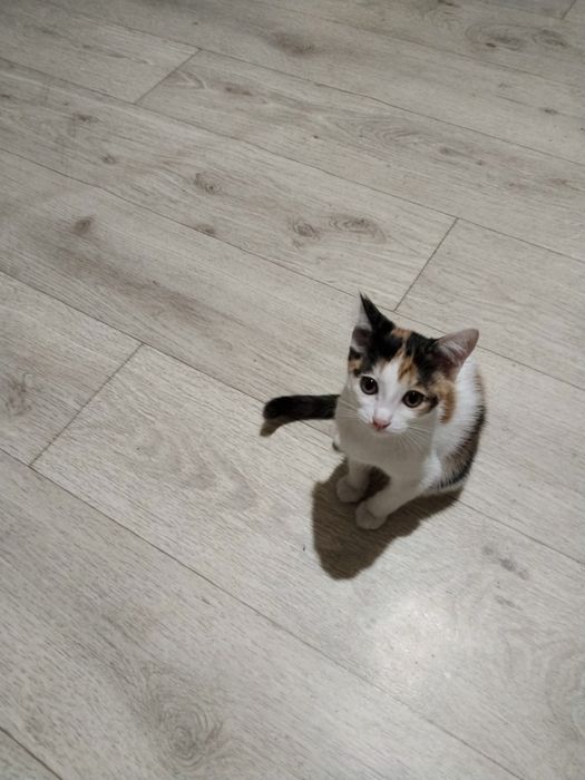 Отдам котят в добрые руки бесплатно