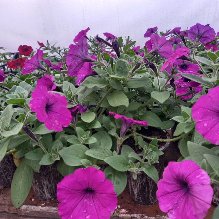 Продам рассаду из проффсемян