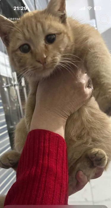 Отдам котенка девочка