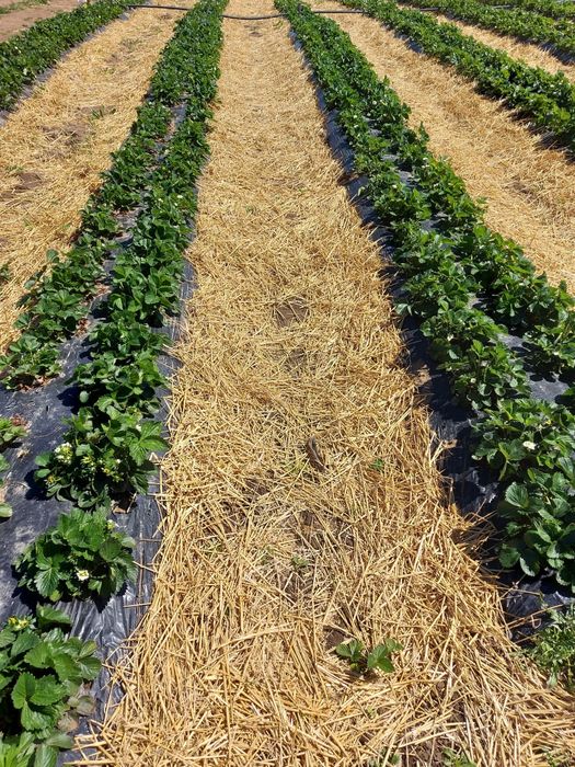 Vindem stoloni capsuni Albion , soi remontant si soiuri anuale Elsanta