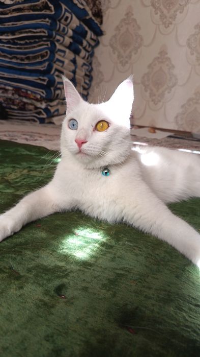 Mushuk sotiladi faqat yaxshi qollarga yoshi 1.2 yosh