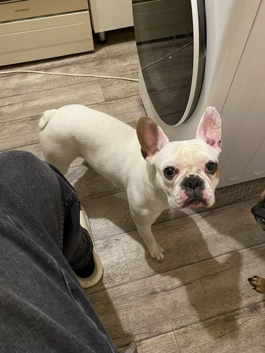 Французский Бульдог