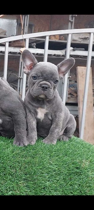 Красивые французики