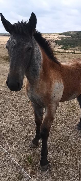 Vând mânză de 5 luni