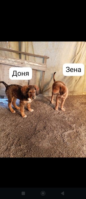 Отдам щенков в добрые руки