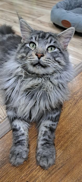 Потерялся кот в районе куленовки