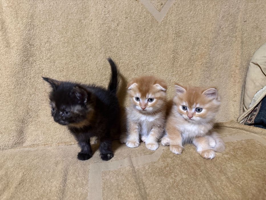 Продаются котята