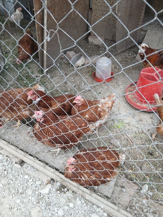 Oua pt incubat Leghorn alb și Issa Brawn
