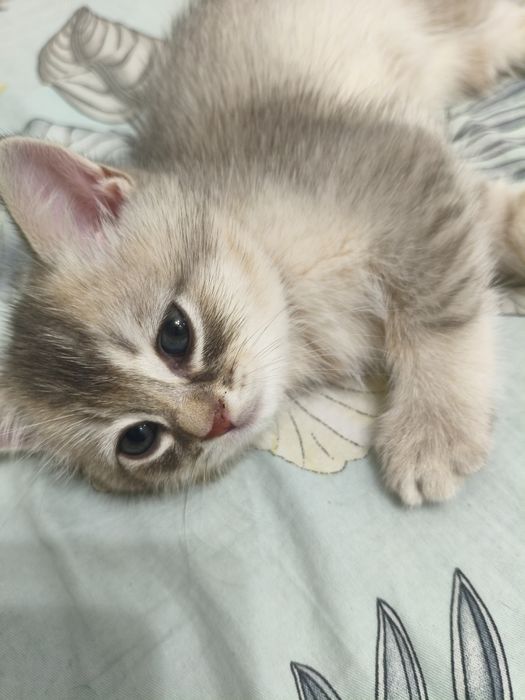 Продаётся котёнок шотландский  Scottish Straight  мальчик