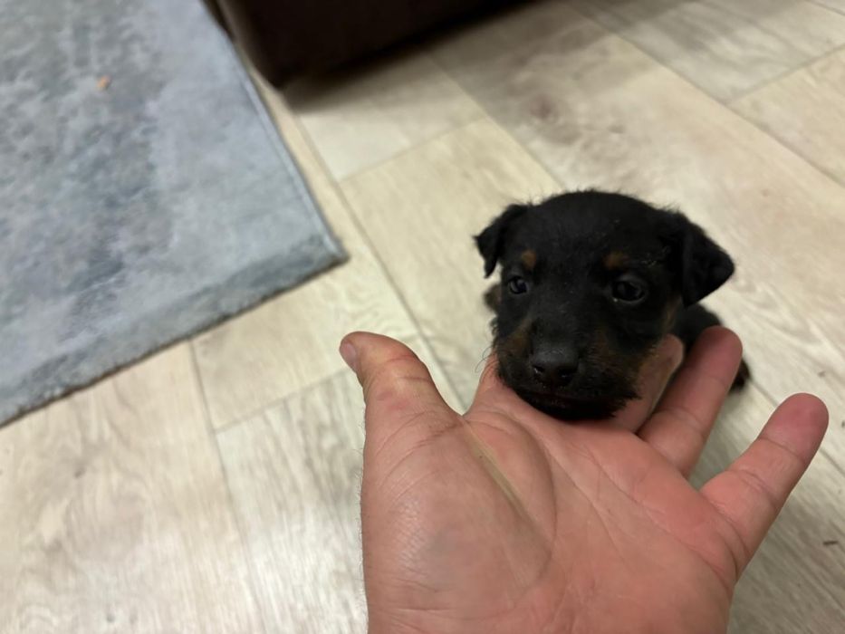 Ягдтерьер щенята