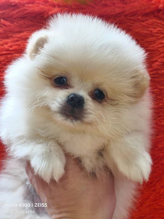 Очаровательные щенки шпица.