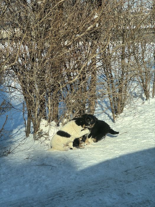 Щенки бесплатно