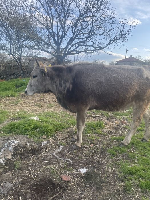 Продавам Крави юници за  курбан