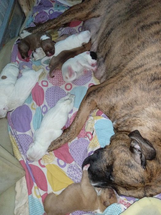 Стафф бронь щенков