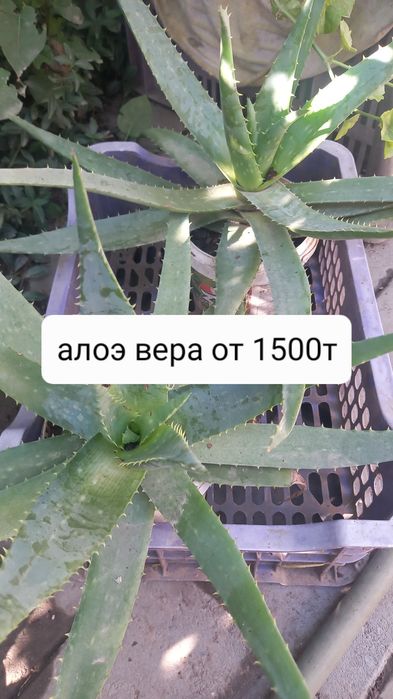Продам недорого цветы