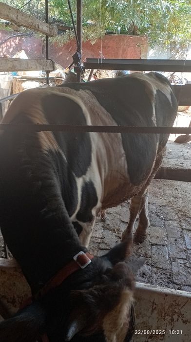 Buqa sotiladi oq qora