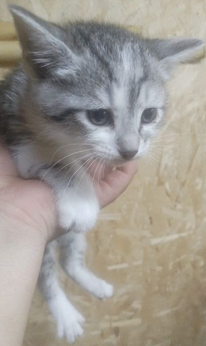 В добрые руки передадим котенка