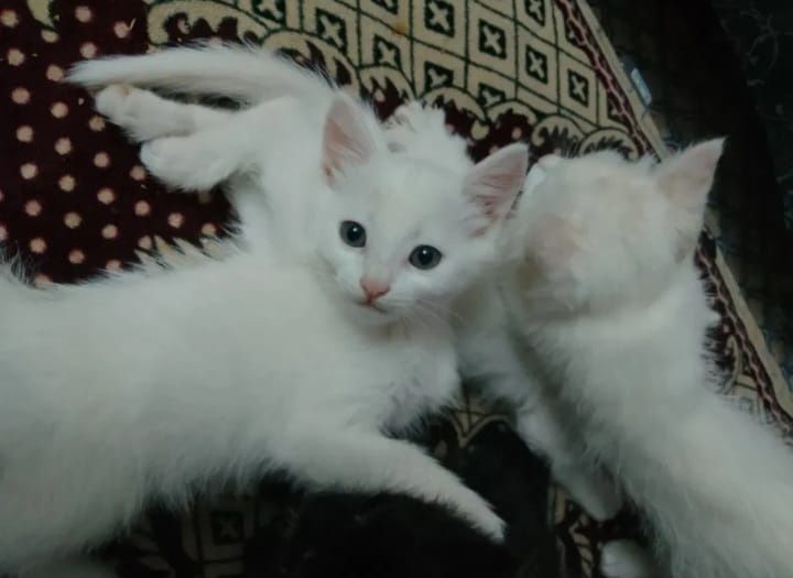 Ақ түсті үлпілдек котяталар сатылады
