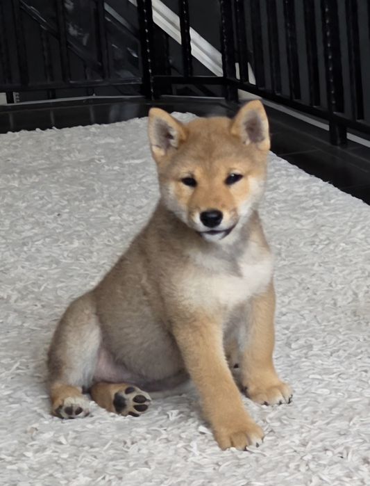 Vand mascul shiba Inu