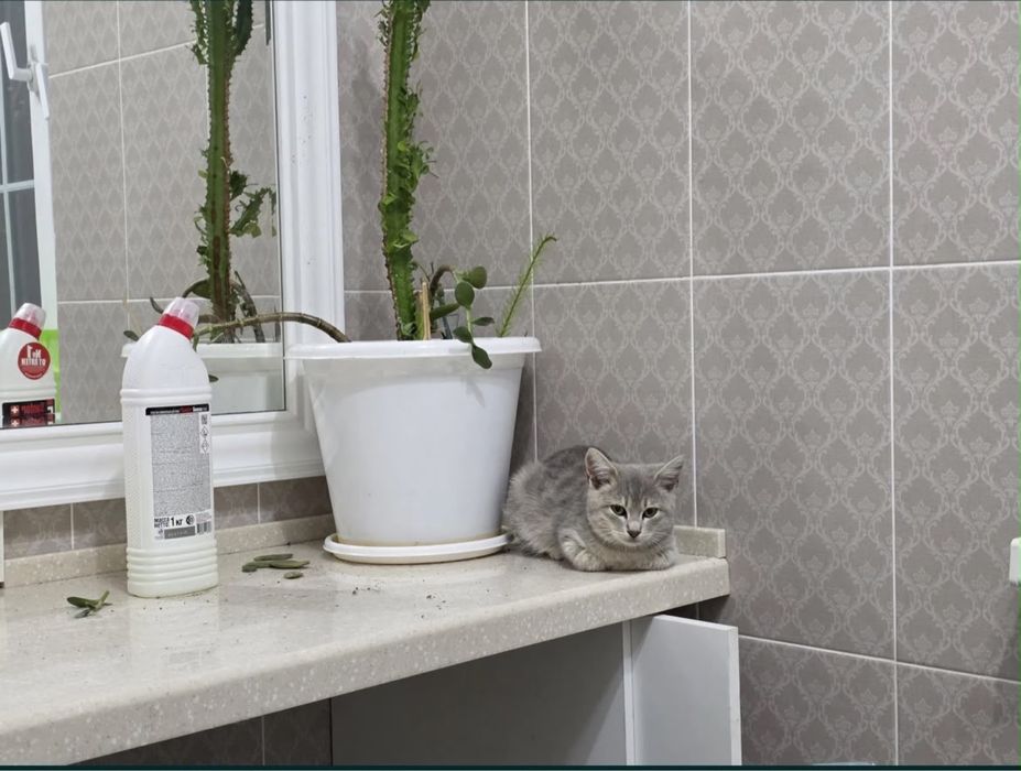 Кот бесплатно даром