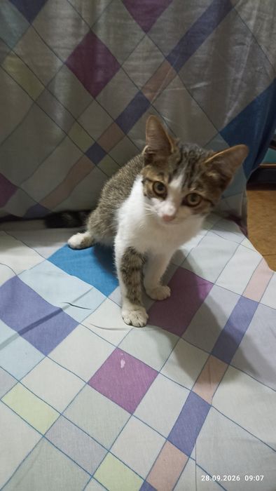 Котик ищет любящих родителей