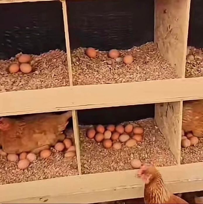 Кокошки носачки.