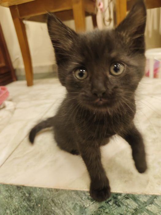 Котенок мальчик. Приучен к лотку.