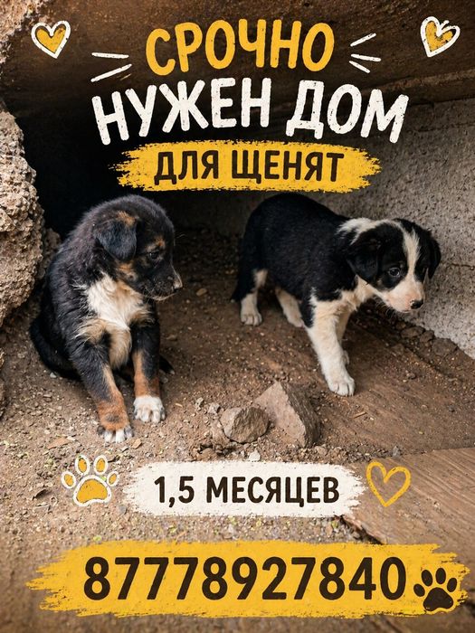 Щенкам срочнр нкжен дом.
