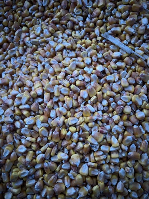 Продам кукурузу в мешках