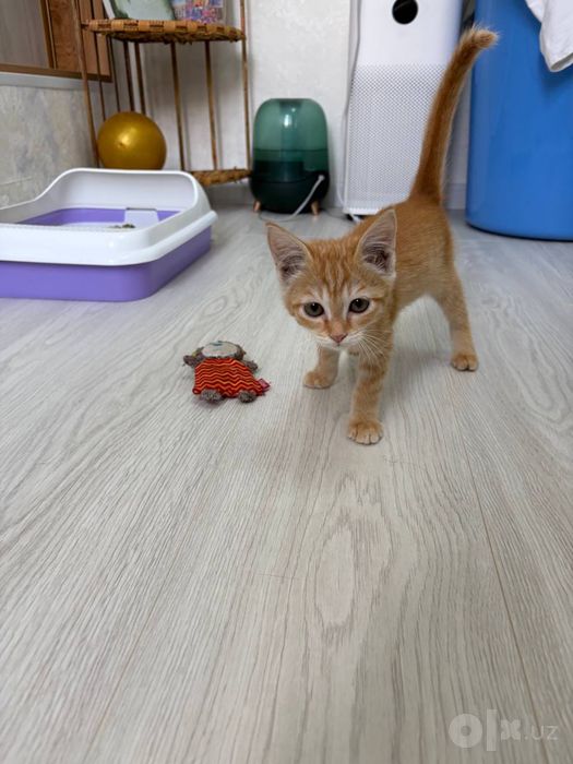 Ищем добрую семью для маленькой рыженькой девочки!