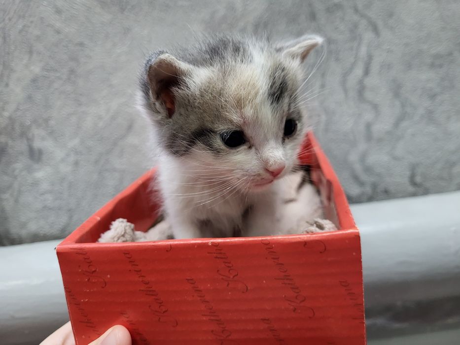Котенок девочка.